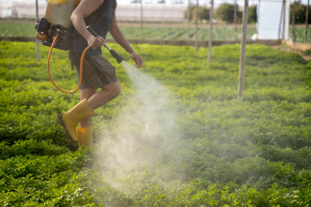 Best Ant Control Services  in Ozk, AR