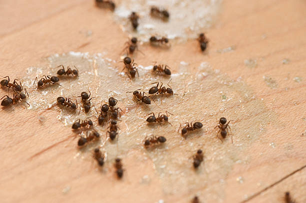 Best Exterminator Services  in Ozk, AR